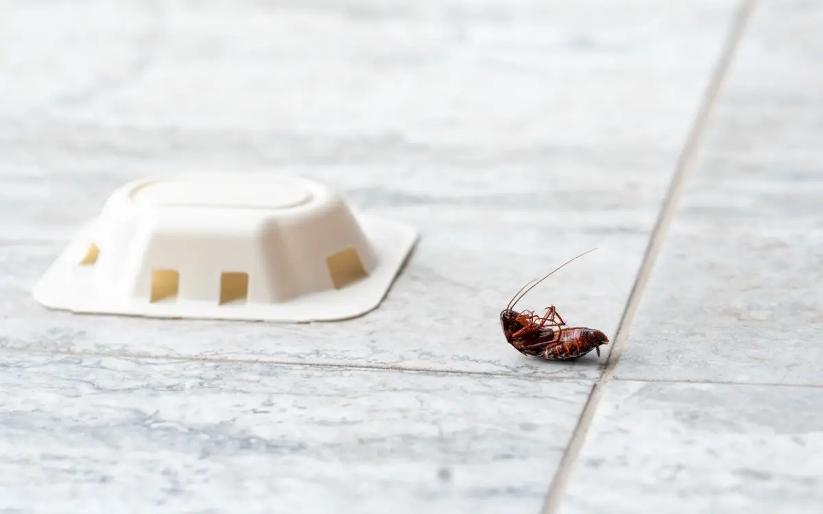 Scarafaggi in casa: quali sono le trappole più efficaci e come prevenirne la comparsa?
