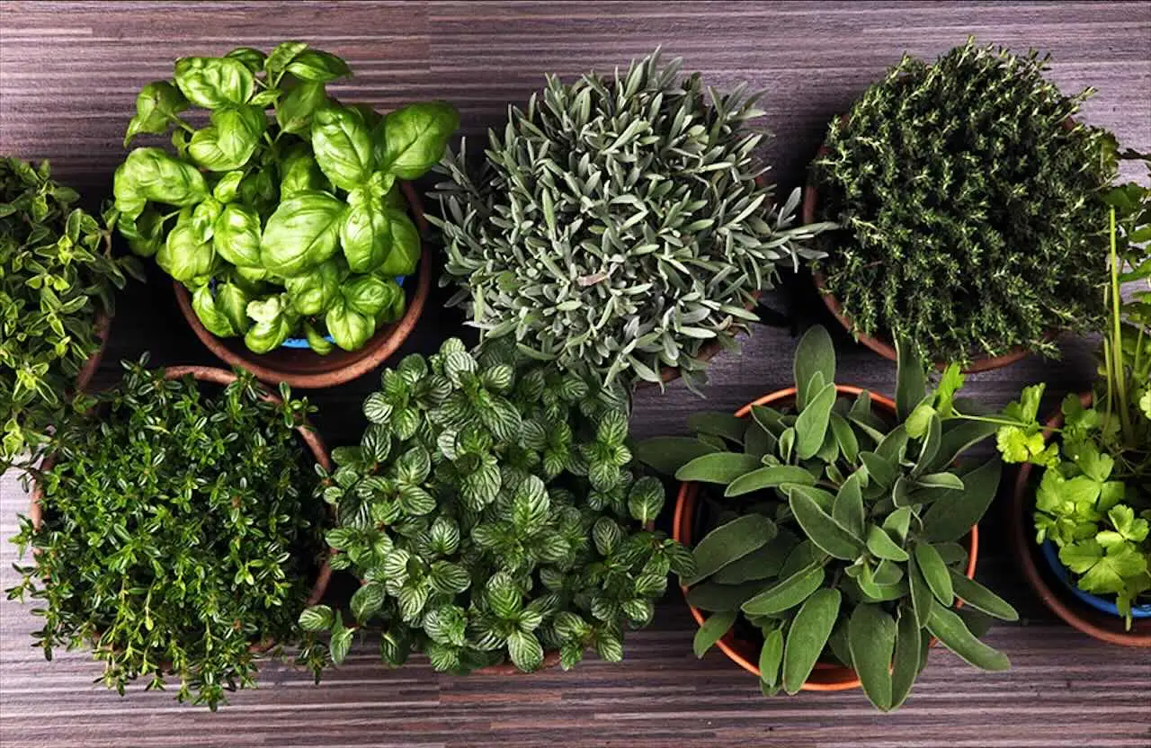 Insetti sulle piante aromatiche: perché le foglie del basilico vengono mangiate e come proteggerle in modo naturale