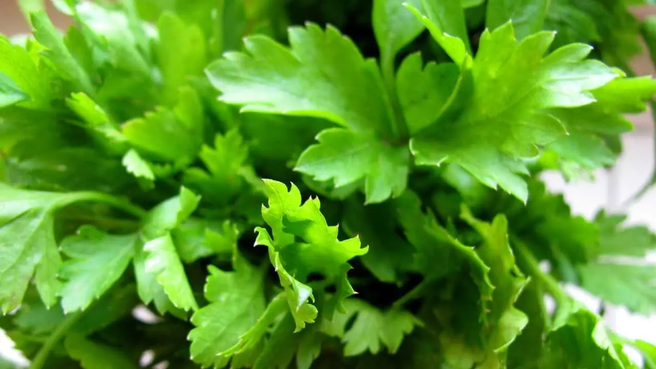 La combinazione di erbe aromatiche che migliora il sapore del prezzemolo fresco