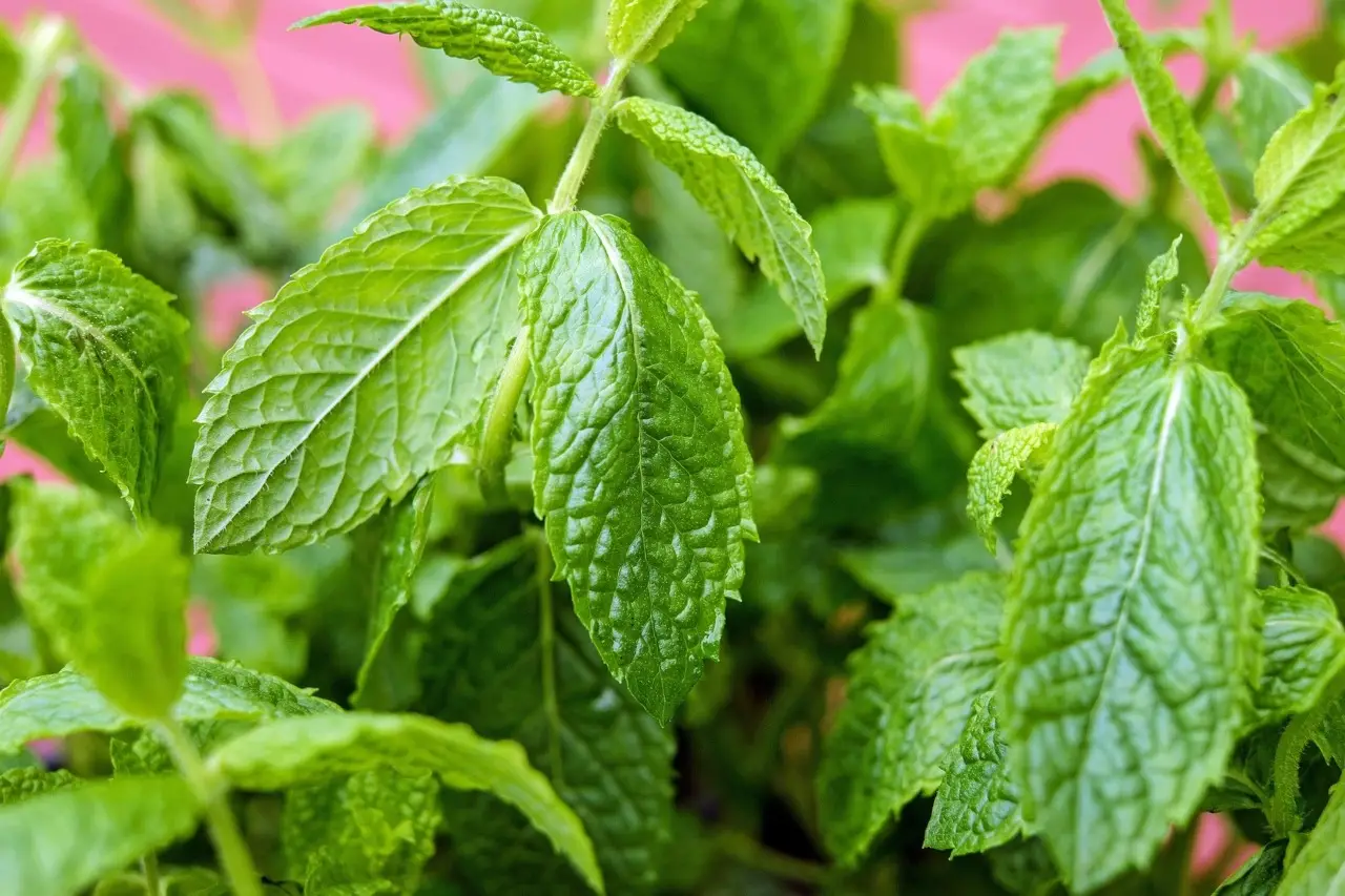 Sapere dove posizionare la menta per ottenere ortaggi robusti e saporiti