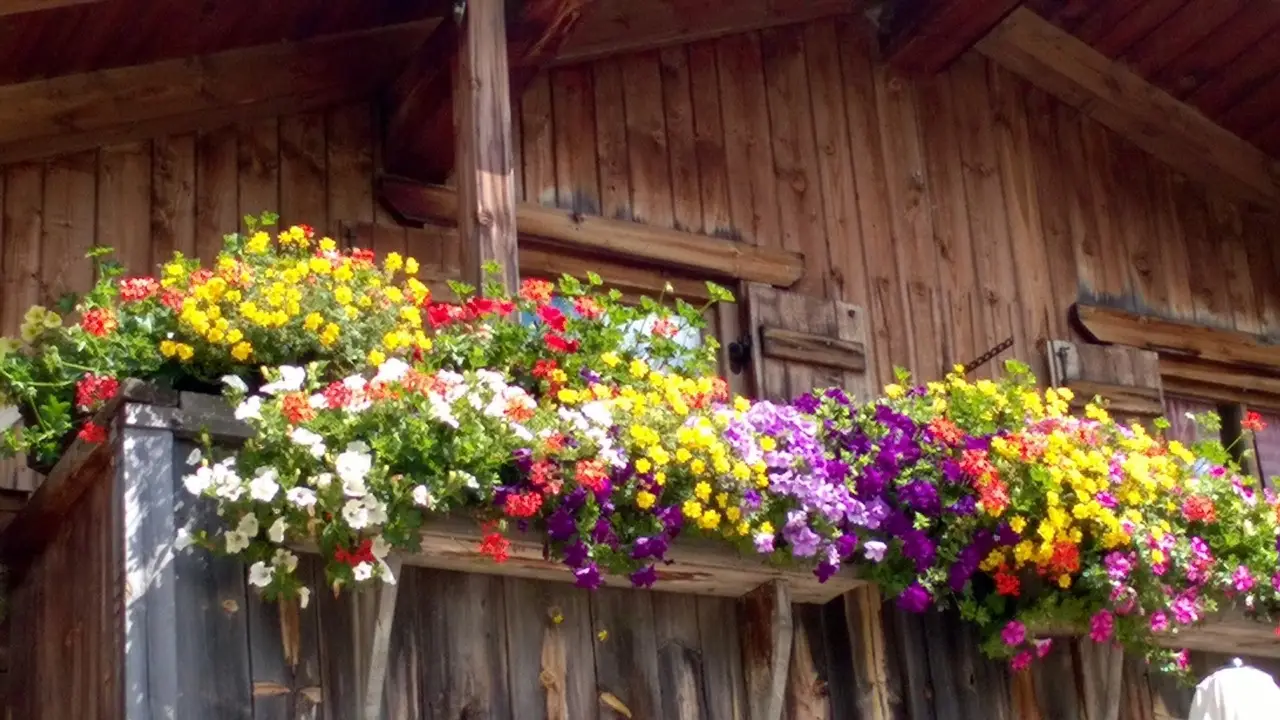 I fiori facili da coltivare che trasformano balconi e terrazzi senza manutenzione