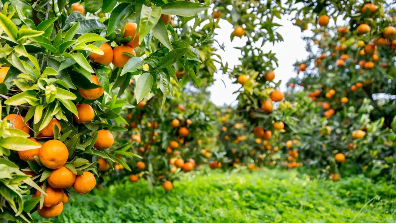 Le piante migliori da coltivare vicino agli agrumi: consigli e curiosità per un giardino più sano