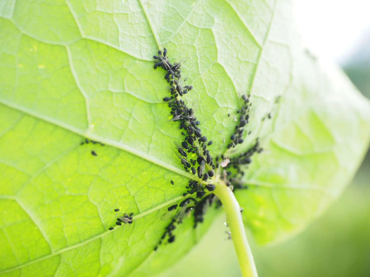 Puntini neri sulle piante: cosa sono, cause comuni e come proteggere il verde di casa