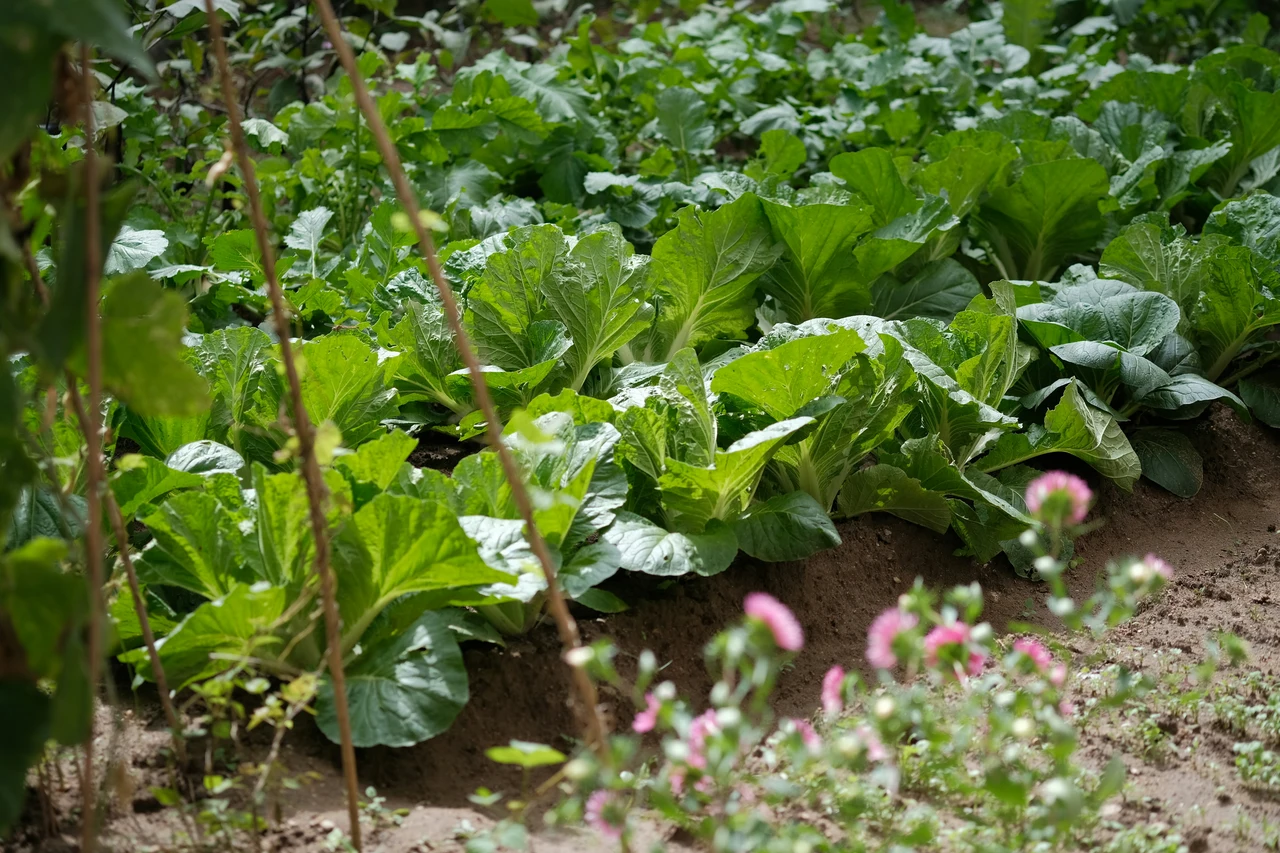 I segreti per rigenerare il terreno dell’orto: consigli pratici per un suolo più fertile e sano