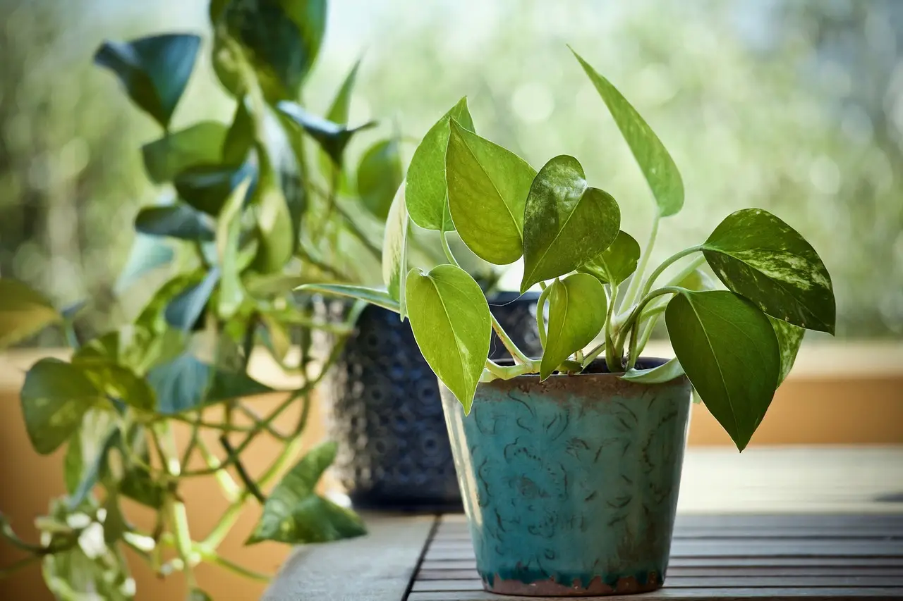 Piante in casa: scopri come coltivare e far crescere il pothos in acqua con successo