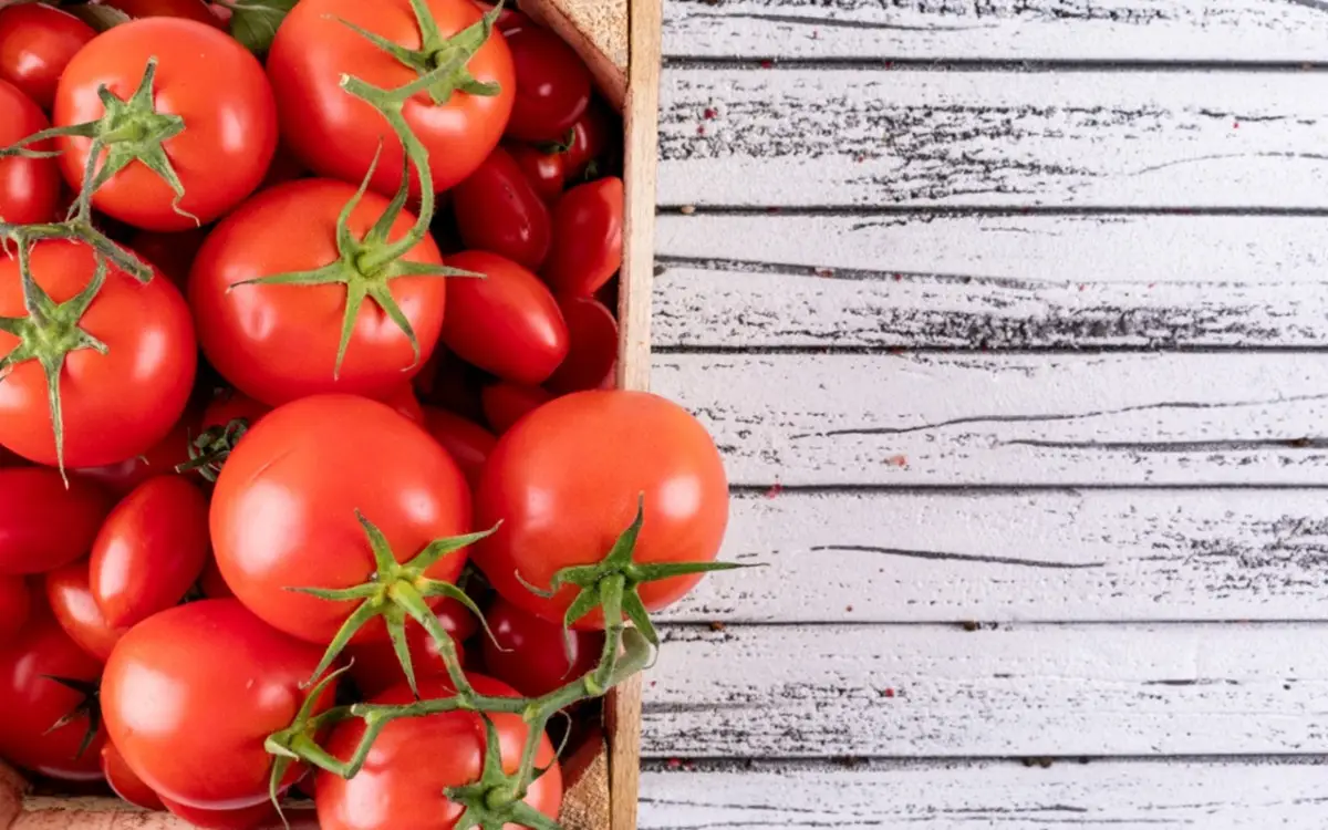 Errore comune nell’orto di agosto: la pianta nemica del pomodoro che fa fallire tutto