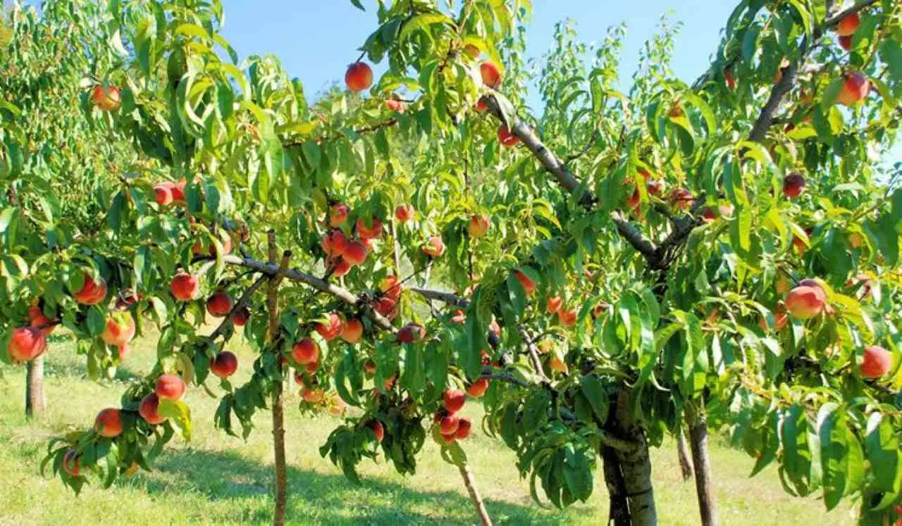 Trucco semplice per proteggere il pesco dai parassiti già da questa primavera
