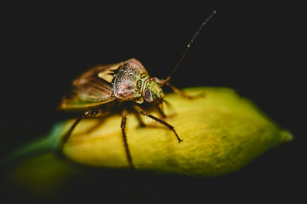 Come si estrae l’icaridina: la sostanza che tiene lontani gli insetti
