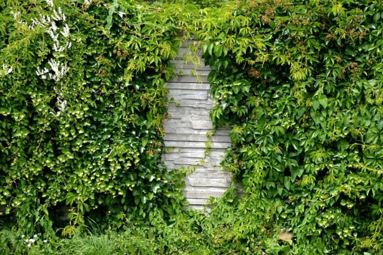 Come sostenere le piante rampicanti in orto e giardino: idee pratiche per ogni stagione