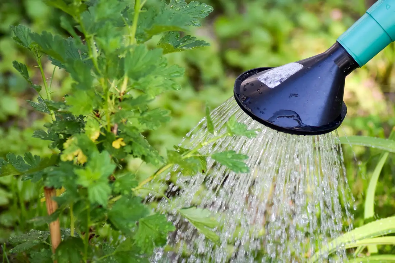 Attenzione: il metodo per sapere quando le piante hanno davvero bisogno d’acqua