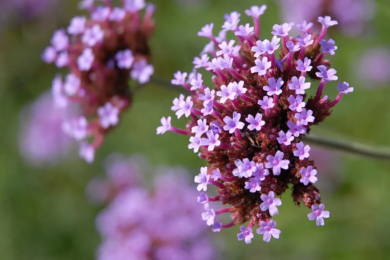 La pianta che tutti vogliono lanciare nei fossi: la Verbena vampiro è la nuova ossessione dei contadini