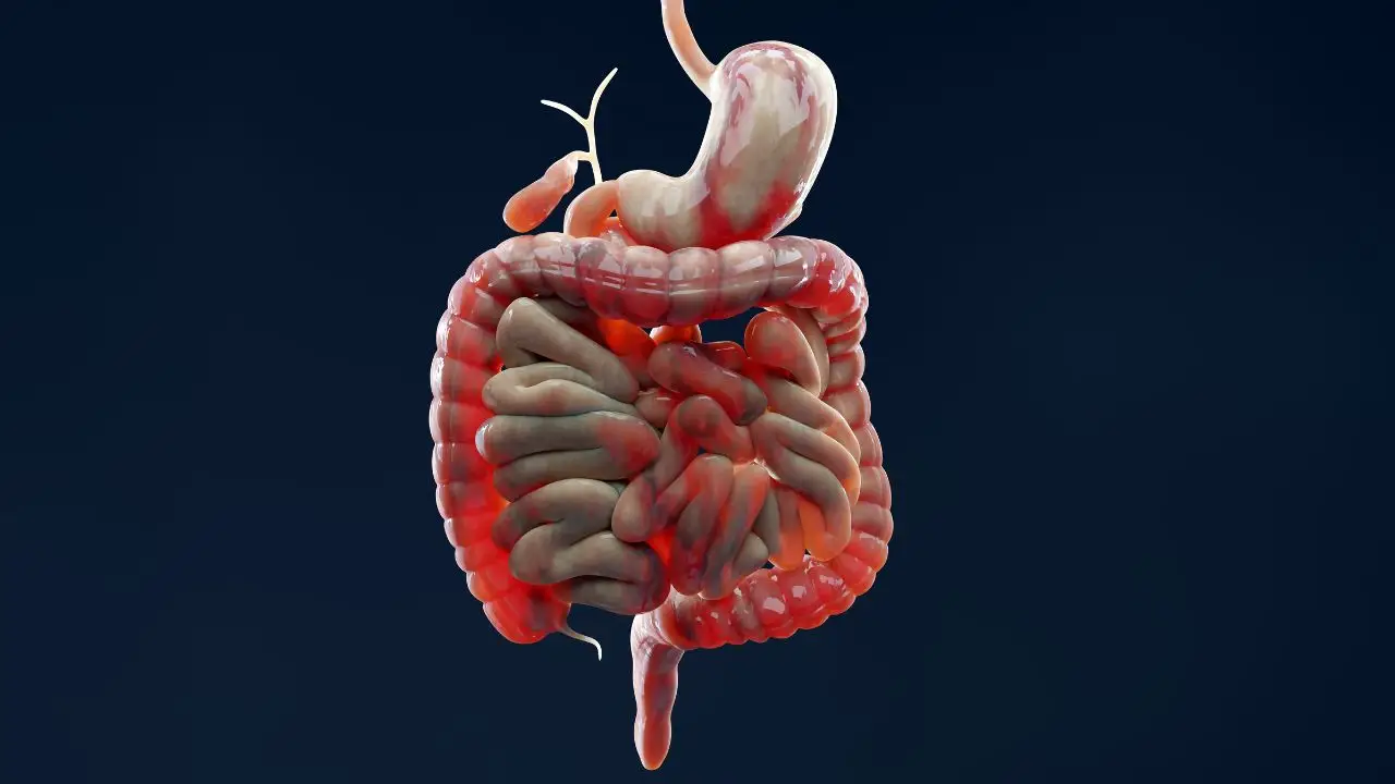 Ecco le tre azioni fondamentali dell’intestino: digerire, assorbire e difenderti