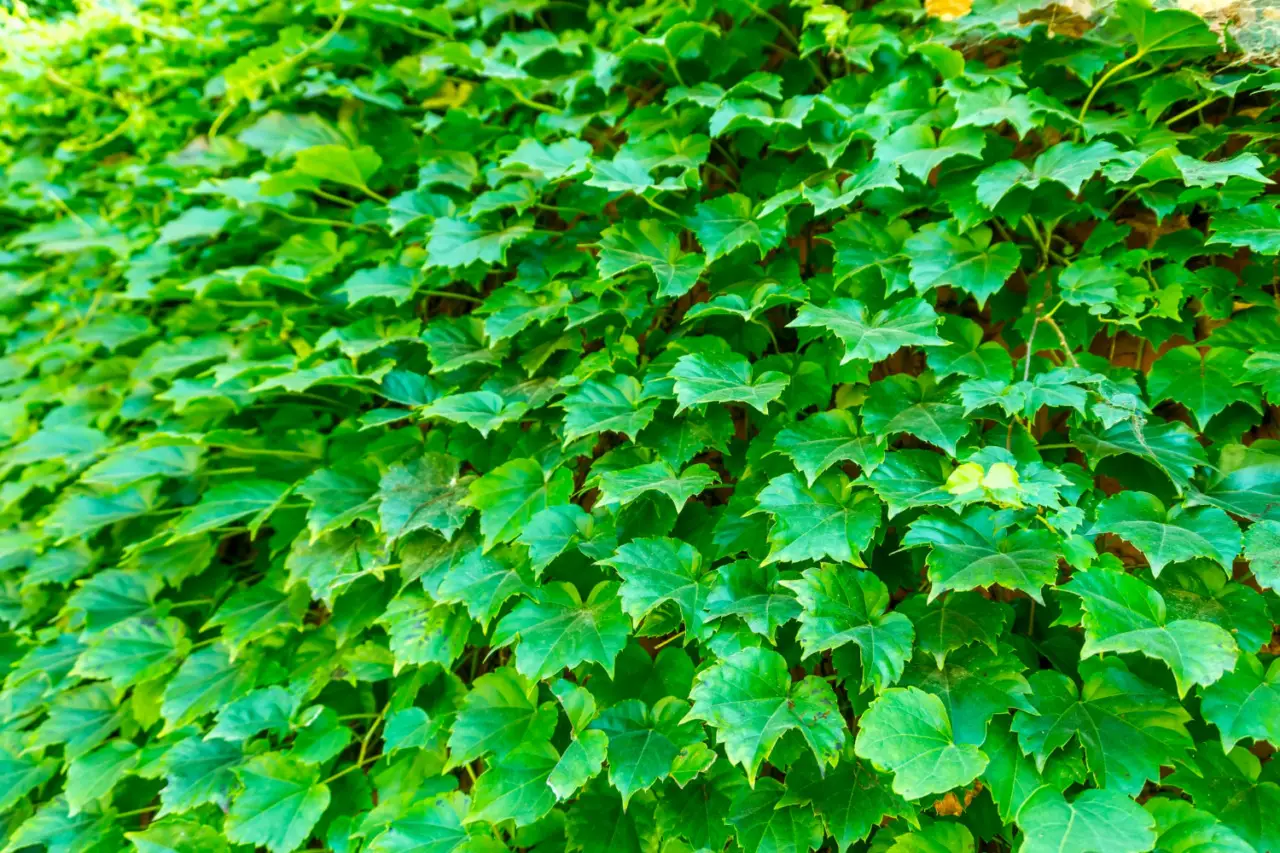 Scopri il rampicante sempreverde: la scelta ideale per chi non vuole foglie sparse in giardino